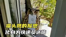 窗户外来了一只不速之客，原来是送信的猫头鹰，不拿小费还不给信
