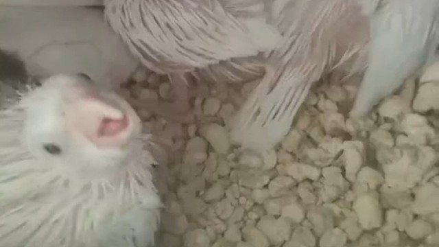 喜欢的朋友可以私信