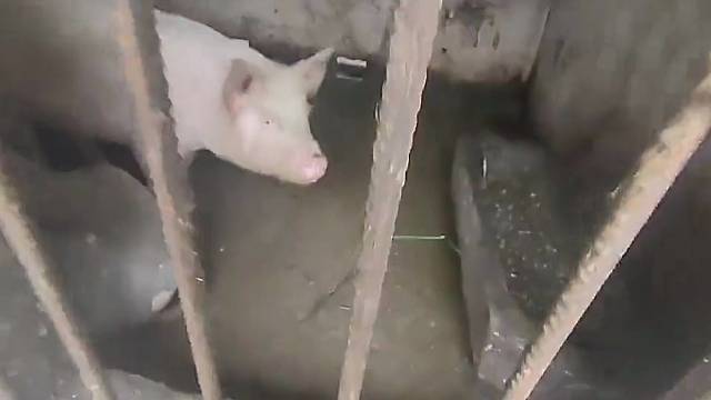 猪：这什么饲料？劲这么大