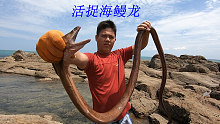 阿平赶海大战一条海鳗龙，抓到后笑道回家可以换二十斤五花肉了