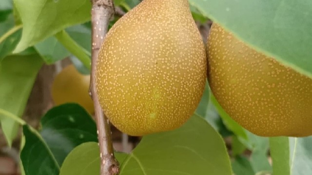 还是家乡好，自家种的水果，纯天然的吃着也放心些