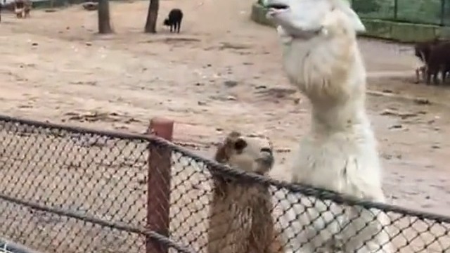 来自羊驼的嫌弃