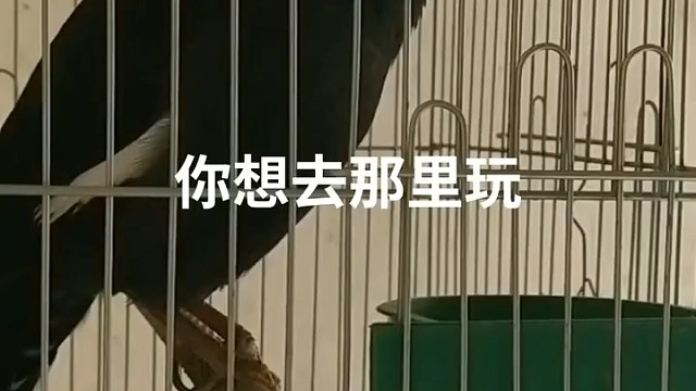 一天天就想去玩