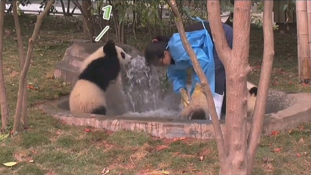 熊孩子竟然偷袭奶妈