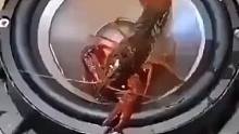 超声波洗龙虾
