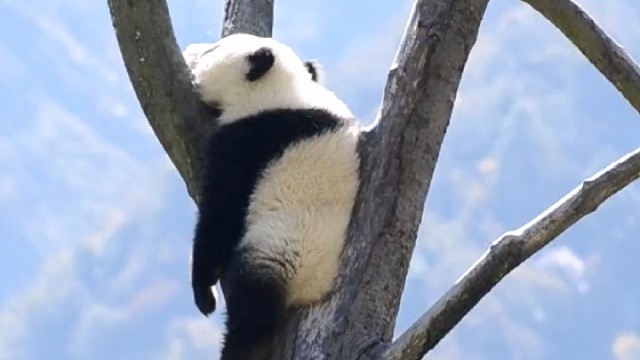 熊猫听懂四川话系列