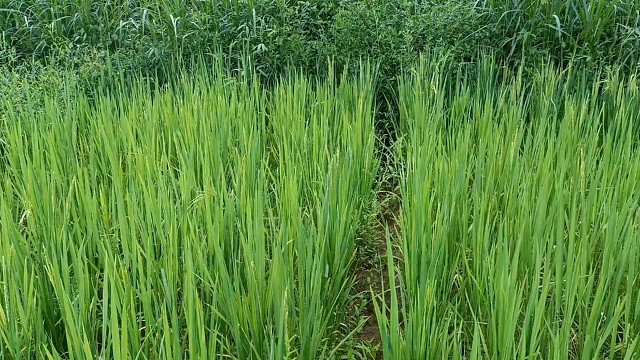 稻田养鱼泥土味不好吃？某些地方40一斤都买不到稻花鱼.诗瑶Baby太可爱了吧