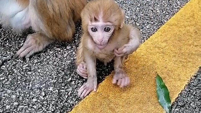 会跳舞的小猴