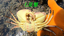 退潮后阿平赶海抓到一只漂亮的大螃蟹，还抓了红色的石斑鱼