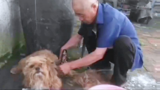 《关于我姥爷给狗理发这件事》