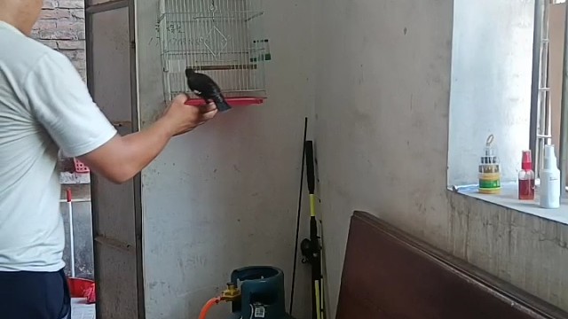 八哥鸟训练教程