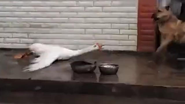 求狗子的心理阴影面积