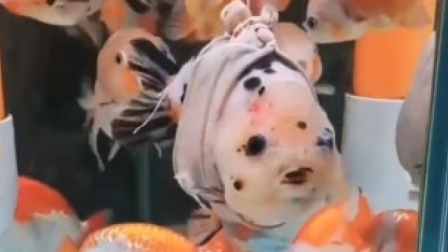 女子网购到残疾金鱼 自制矫正器助其游动