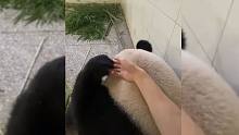 谁不想捏捏大熊猫的耳朵呢？