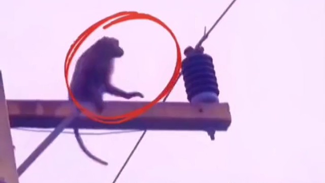 丫脚猴子后面还活下来了