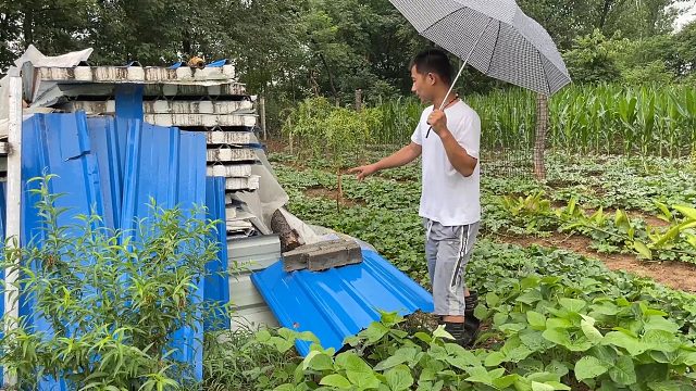 自家羊圈拆下来一堆东西，堆在地里好长时间了，小伙看着直发愁