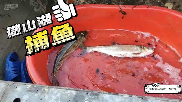 【微山湖】真难啊，费劲巴拉才搞两条鱼...