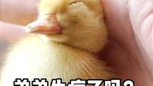 鴨鴨的頸椎發(fā)育不良，是因?yàn)樯L過程中出現(xiàn)了基因突變～ #星河知識(shí)計(jì)劃 #智慧生活星 #璀璨科學(xué)星 #
