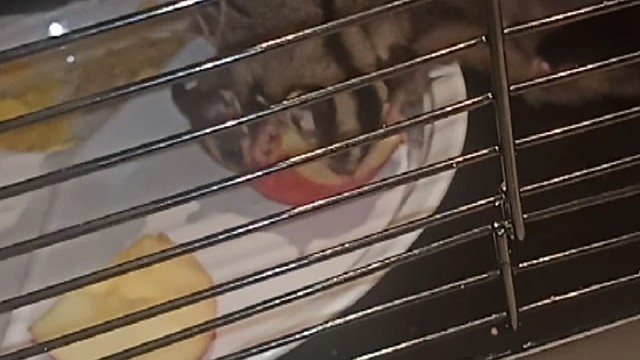 给大家表演一个倒挂金钩