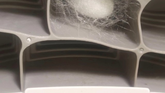 40天蚕宝宝我有把握.无聊蚕蛾蚕
卵