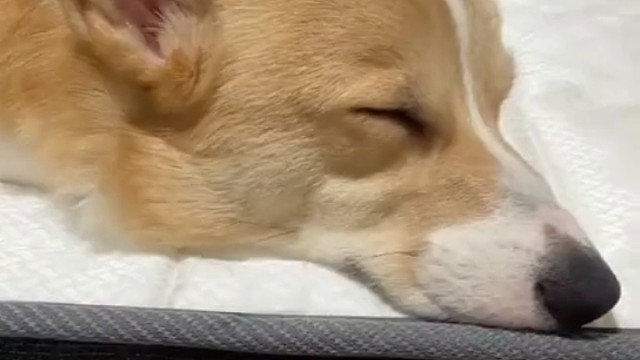 有时候我活的不如一条狗∪･ω･∪