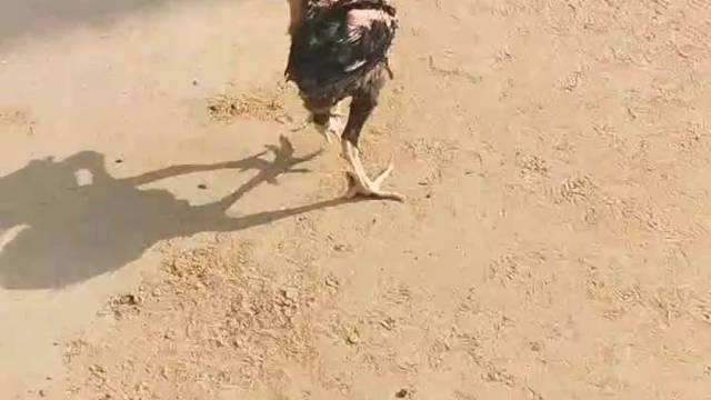 都不能和谐相处了