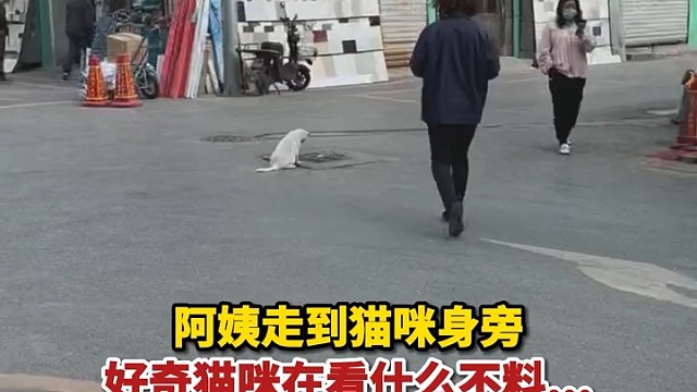 一个好奇猫变成了两个好奇猫