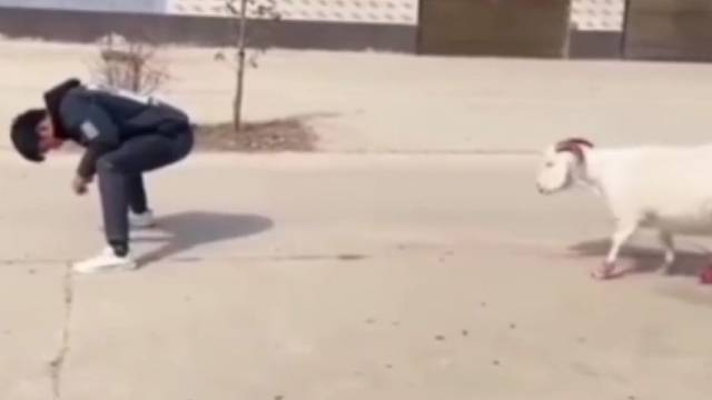 这羊怎么不按套路出牌呢