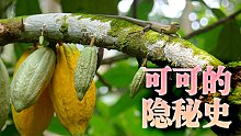 可可的隐秘史，记录巧克力的制作过程与奴隶制