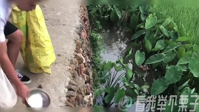 鱼：你个老六！