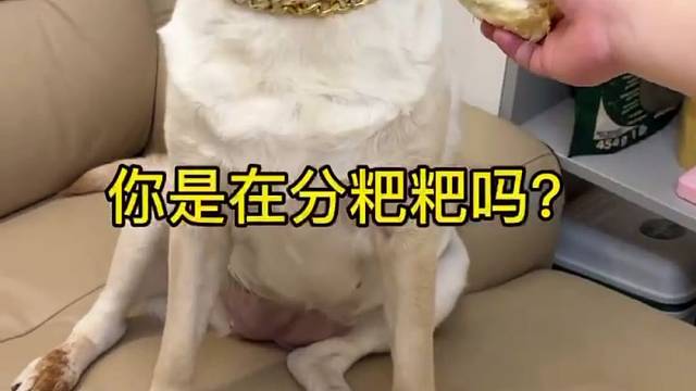 狗子：都说了这榴莲我不吃，我表现得还不明显吗？