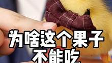 紫葉李的果子要到八月份成熟，現(xiàn)在還不能吃，吃了會(huì)對(duì)鴨鴨身體不好～ #干飯 #星河知識(shí)計(jì)劃 #智慧生活