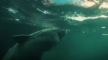 很多年过去了，这只格陵兰睡鲨知道自己还活着吗？