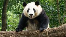 熊猫怎么认｜大家好，我是和叶迪迪
