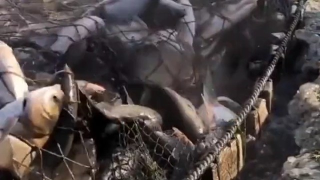 年年有鱼，年年有余！