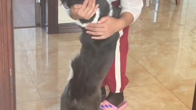 原来狗狗真的会哭