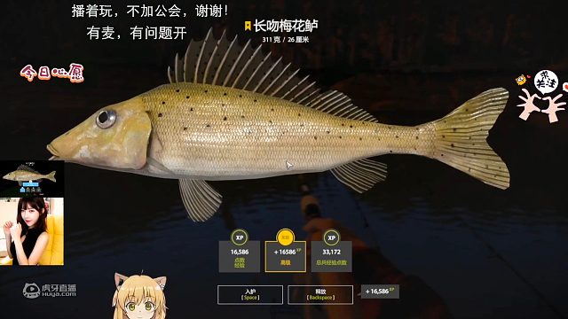 三图渔夫之星长吻梅花鲈，难道是蓝长吻Buff加持？