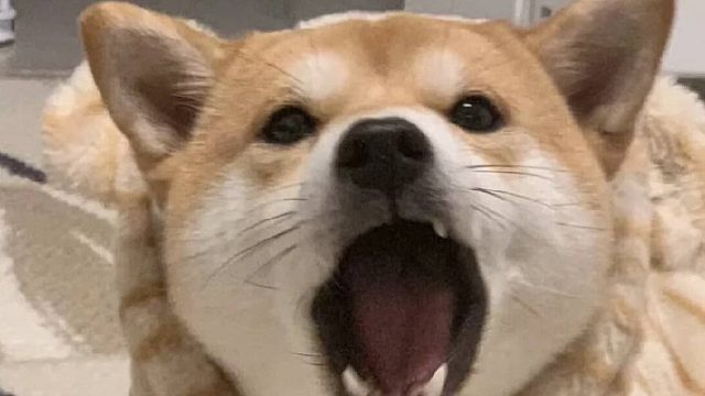 我，菜中菜之菜狗！