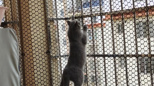 白给祖师爷带粉白给