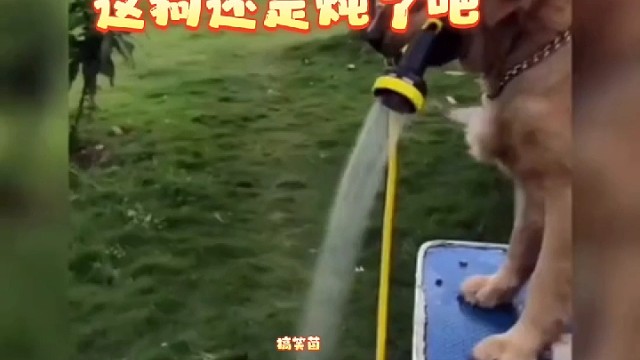 这要是你家的狗子，是炖了呢还是炖了呢？