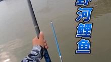 #野釣 #釣魚 #戶外釣魚 大哥一愣一愣的