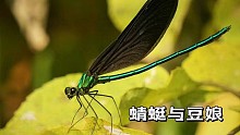 蜻蜓与豆娘，带你走近昆虫的世界-HD