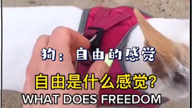自由是什么感觉