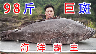 98斤的巨大石斑魚，帥小伙一頓操作猛如虎后香的不行！