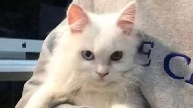 微竟-艺宝：日常白给