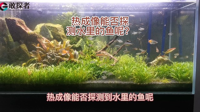 热成像能否探测水里的鱼？