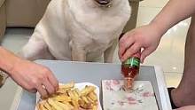 狗子：我就想混口吃的，我招惹谁了#动物图鉴  