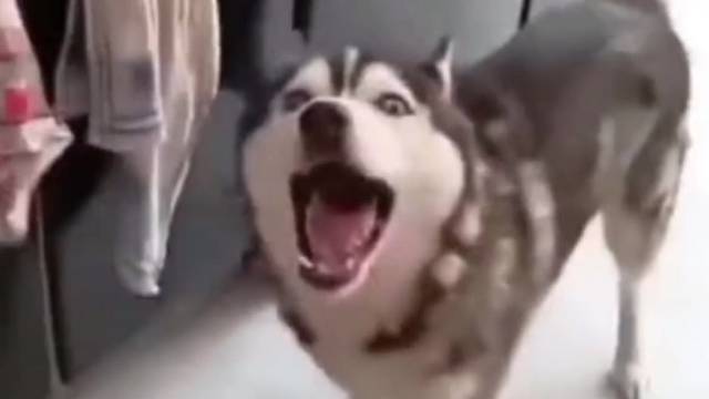 我打赌，这狗没讲好话！