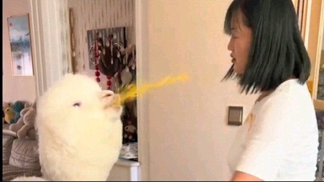 有人养宠物是为了受气的