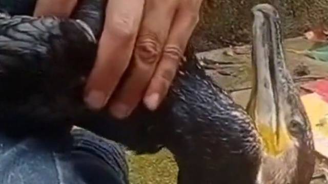 救援误食矿泉水瓶的鸬鹚